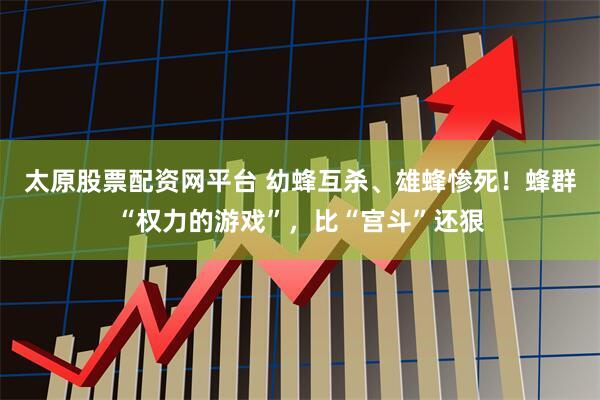 太原股票配资网平台 幼蜂互杀、雄蜂惨死！蜂群“权力的游戏”，比“宫斗”还狠